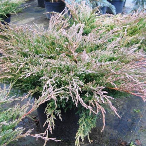 Можжевельник горизонтальный Андорра Компакт